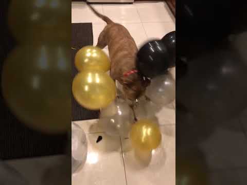 Nimra the balloon popper 😂🐶