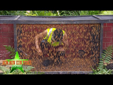 Dschungelcamp 2020 | Dschungelprüfung: Hör mal, wie behämmert! - Das 1-Stern-Fiasko