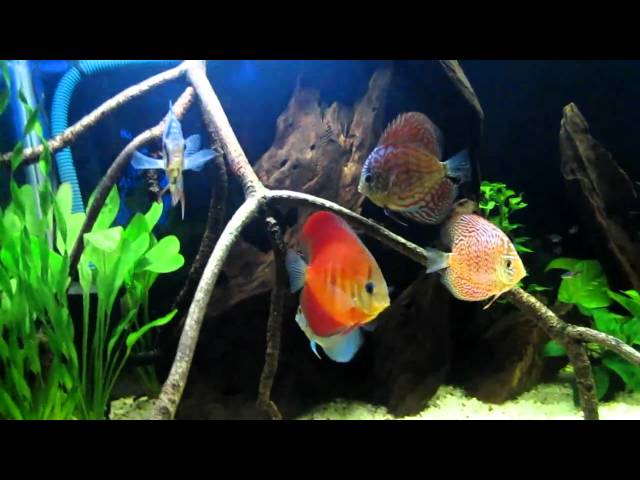 4ft discus tank