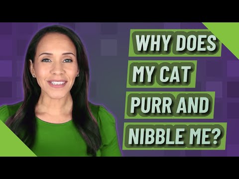 Why does my cat purr and nibble me?