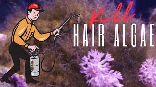 How I fixed my Hair Algae issues in the Nano Reef.