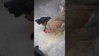 Galinhas Garnizé e Galinha de Pescoço Pelado Alimentando - 2