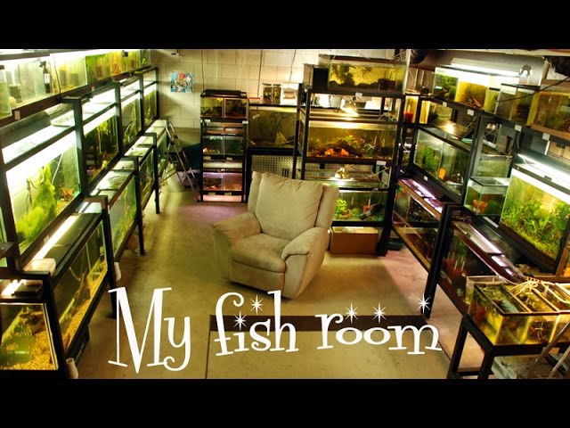 My Fish Room- A quick and dirty tour