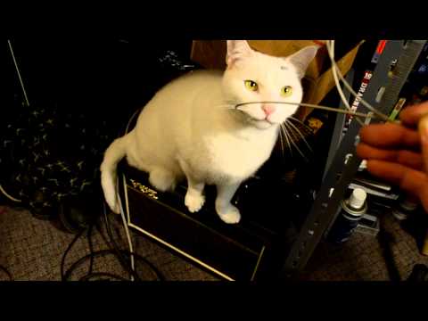 Quincy the Cat eats guitar strings for fun