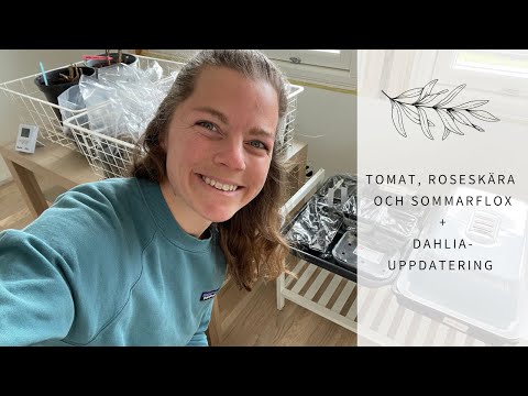 Frösådd av bland annat tomat, rosenskära och flox, och uppdatering av dahliorna :)