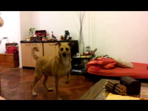 Mi perra odia a Belen Francese