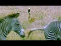 Cheetah Attacks Zebra Cheetahs BBC Earth