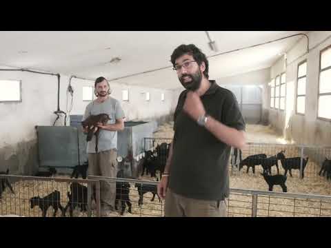 Discover the Art of Handcrafted CHEESE from SPANISH MURCIANO GRANADINA GOAT BREED