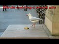 Seagulls And Sparrows Eating A Meat Pie For Lunch