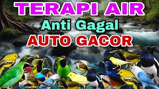 Download lagu ANTI GAGAL‼️COCOK UNTUK SEMUA JENIS BURUNG MACET, TERAPI AIR UNTUK SEMUA JENIS BURUNG MACET BUNYI mp3