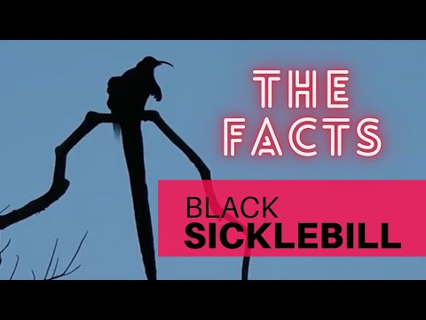 Black Sicklebill facts 🦜 found throughout most of central New Guinea 🇬🇳 and the Vogelkop region
