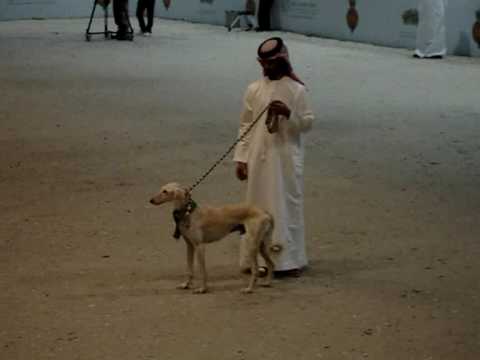 ADIHEX - 2009 - Saluki Beauty Contest - Oldest In Show