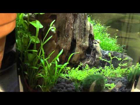 BETTA Fish  TANK planted 1 gallon