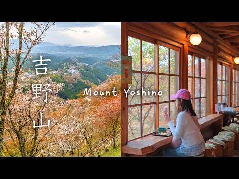 Mount Yoshino in Cherry Blossom Season 🌸 Japan travel vlog 🇯🇵