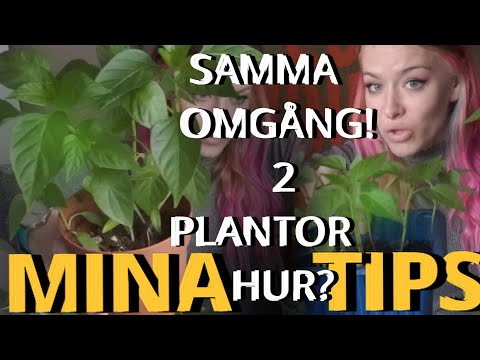 DIY - Gör din egen hydroponisk odling. Experiment + FRÖ till PAPRIKAPLANTA!