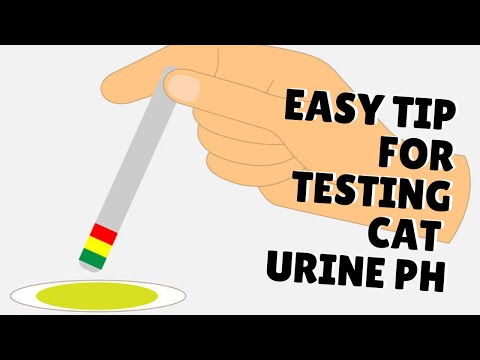 How To Test A Cat's Urine pH
