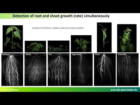 Controlled environment Root & Shoot Phenotyping  (Markus Kuhlmann, IPK, Gatersleben, Germany)