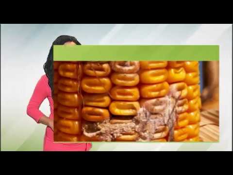 Zelena prognoza, 22.8.2017. - O fitopatogenim gljivama uzročnicima plesni na klipovima kukuruza