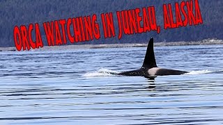 preview picture of video 'Whale Watching with Harv and Marv  Juneau, Alaska May 2011'