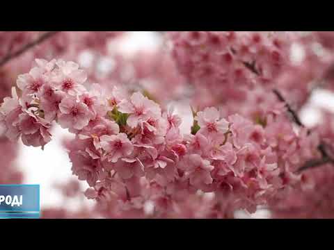 Цвітіння Сакури в Ужгороді