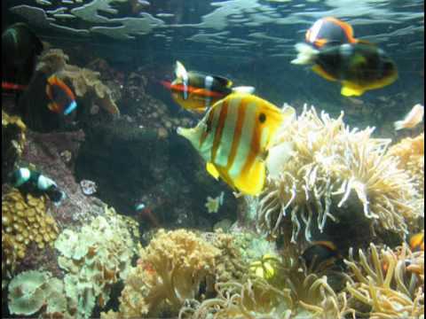 DADDY SPIEWA - INDONEZJA