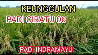 Download lagu Keunggulan Padi Cibatu 06 || padi galur Indramayu Jawa barat mp3 Download lagu Keunggulan Padi Cibatu 06 || padi galur Indramayu Jawa barat mp3