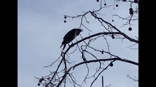 Silicon Valley Raven