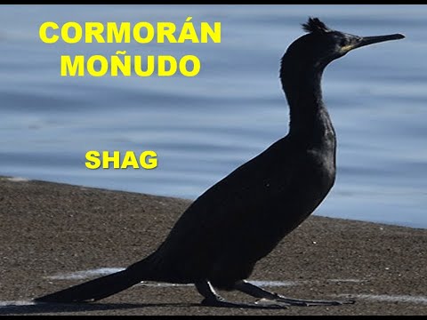 CORMORÁN MOÑUDO | SHAG | Phalacrocorax ar
