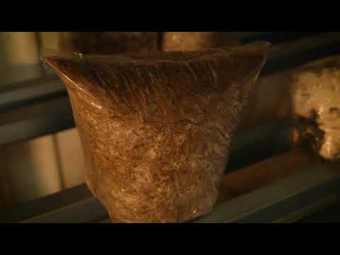 The Garden Gurus - Cultivo de cogumelos gourmet