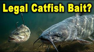 Is Using Bass for Catfish Bait Legal?