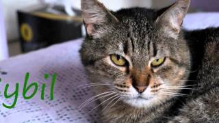 Sybil TE NECESITA.     (S.O.S. Felinos)