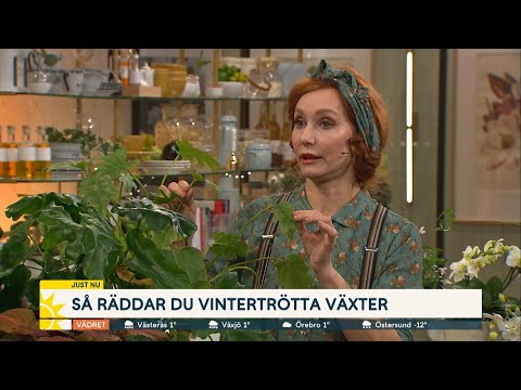 Så räddar du vintertrötta växter - Nyhetsmorgon (TV4)