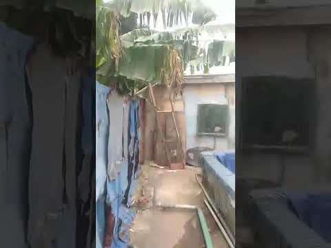 Bungalow + 10 Mini Flats + 10 Shops + 9 Fish Ponds @ Oke-Afa