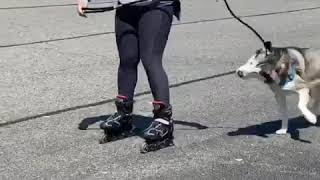 Video preview image #1 Siberian Husky Puppy For Sale in Matawan, NJ, USA