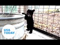 Cuteness Overload Black Bear Cub Enjoys His Time At Wildlife Center USA TODAY
