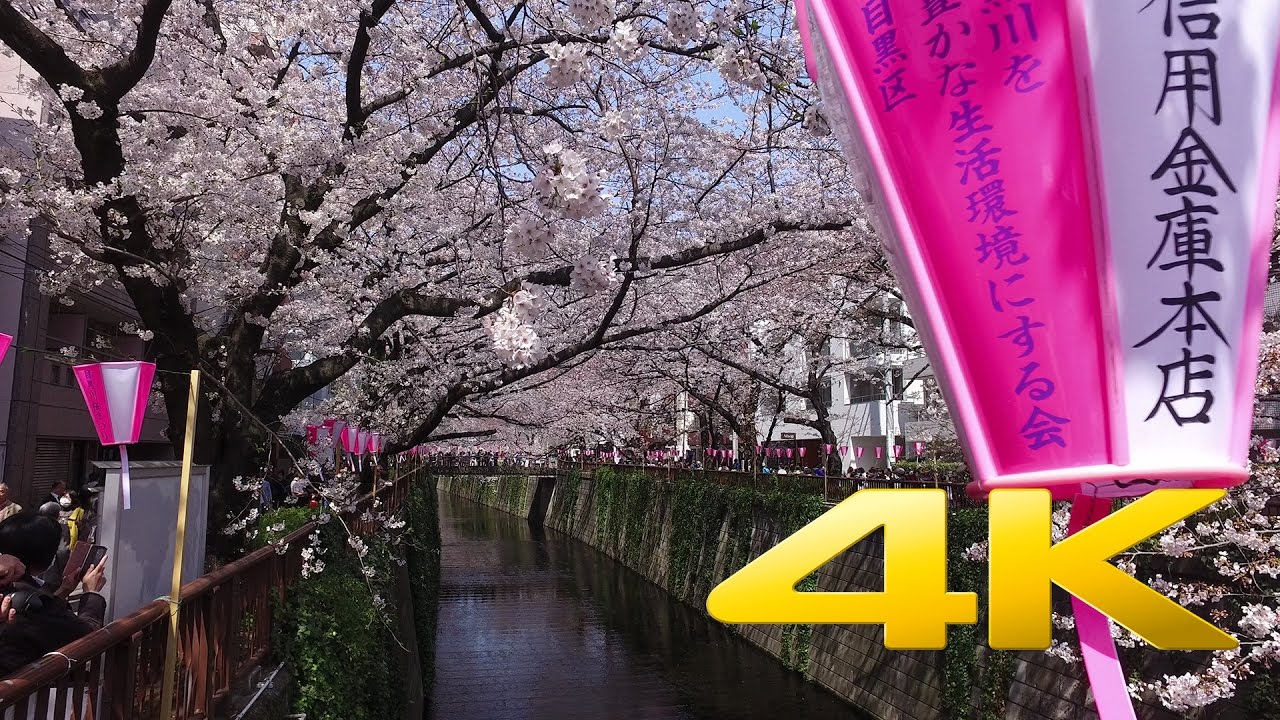 Walking around Nakameguro and its Sakura