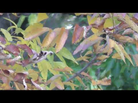 Original music & film by Igor B Shmidt #317