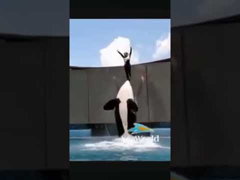 косатка Тилликум убила 40летнию трениршк Дон! 😱😔😓🥺😭😳🤯😢😰🤯🇺🇸🐬🐋🫙