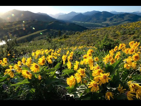 #3 Arnica Montana - Homeopathic Remedy