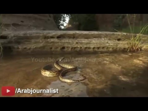 Forca në unitet -  gjarpëri hynë në Mbretërinë e milingonave || Shiko se çfarë ndodhi!