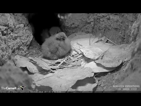 Both Bermuda Petrel Adults in the Burrow During a Midnight Switch – Mar. 16, 2017