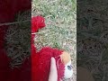 Elmo Live Toy Down