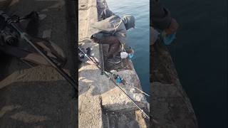 Download lagu Garong fishing record, 3 fish in a single strike #fishing #fishing #fishingmania mp3