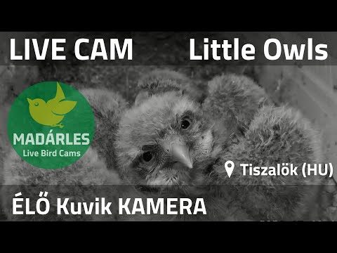 Owl Nest - Tiszalök