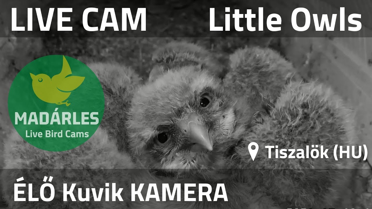 Live webcam view of Little Owl Nest Cam in Tiszalök