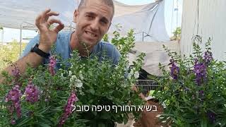 אנג'לוניה פרח רב שנתי לסתיו לפני החגים