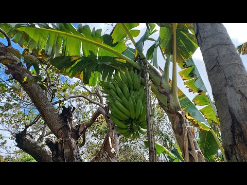 Vende-se um sítio bananeira zona rural de Quipapá Pernambuco 22 hectares 20.000 por hectare 