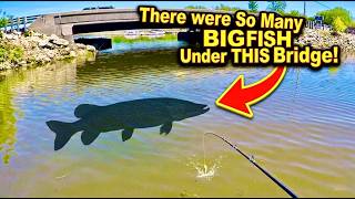 There were So Many BIG FISH Under THIS Bridge!
