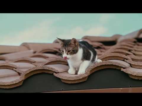 FULL HD MOVIE// The Spy Next Door//JAKIE //  HD 1080p