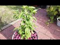 Growing Tulsi In Germany Or Other Colder Countries